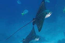 Cocos Island - luxury liveaboard scuba diving with blue spotted rays.